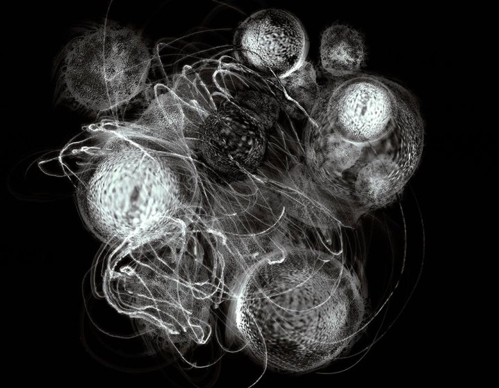 Photograph of biological cells by Yas Crawford
