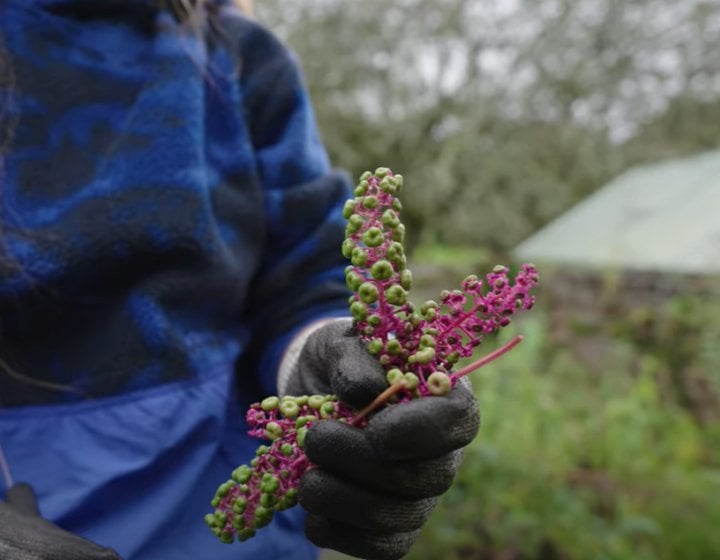 Student holding cuttings from pokeberry plant in Falmouth University's natural dye garden