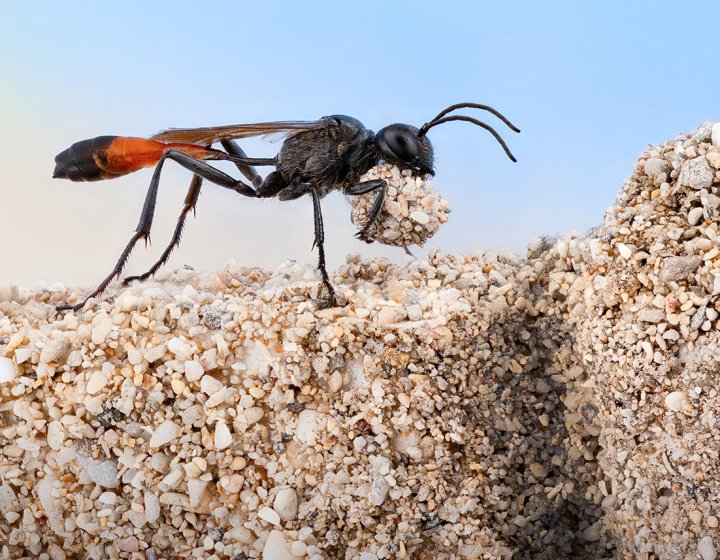 A female red banded sand wasp clutching grains of sand