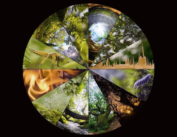 An image with rainforest snippets