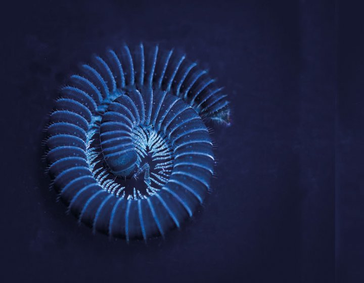 Millipede under ultraviolet light