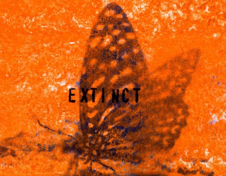 Orange coloured photograph of a butterfly with the word 'extinct' overlayed
