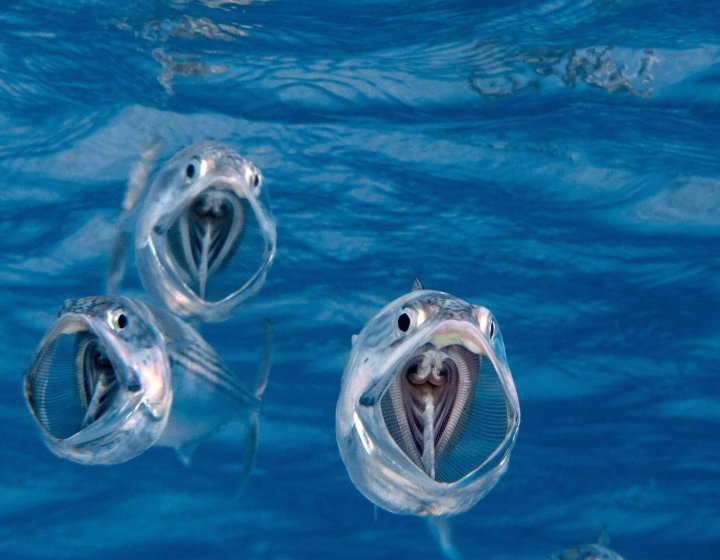 Underwater photograph of four mackerel