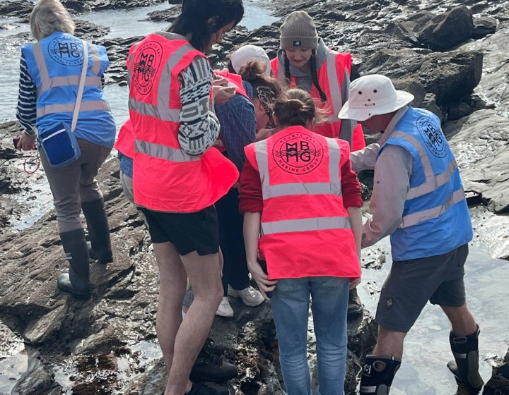 Students rockpooling