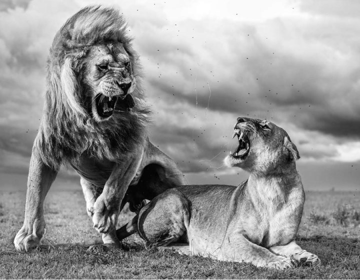 A male and female lion in a fiery exchange