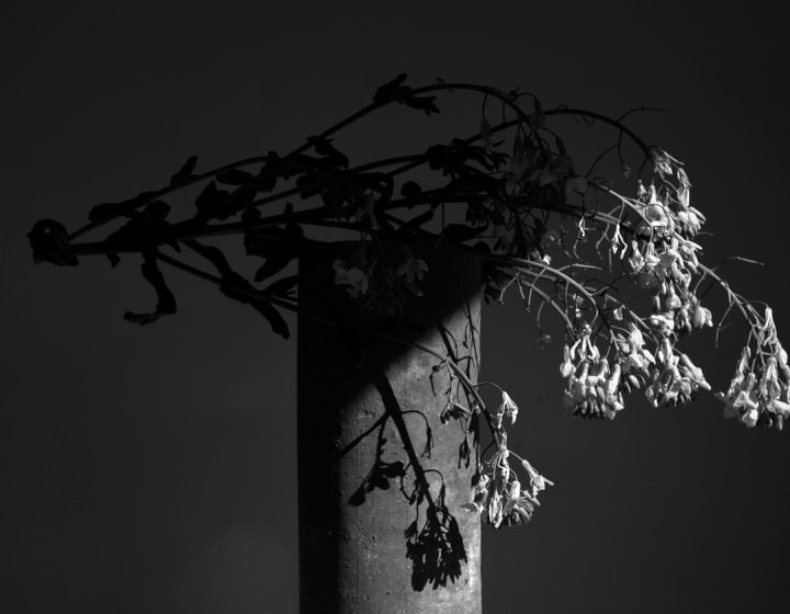 Black and white photo of flowers resting on a pole
