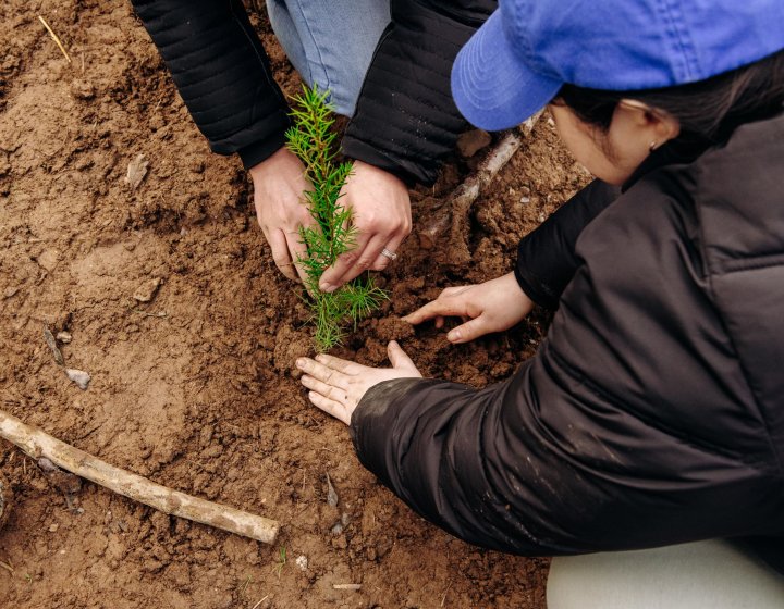 Close up of volunteers planting tree in the ground during Falmouth University's community tree planting event