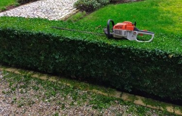 Hedge trimming resting on top of a newly trimmed hedge