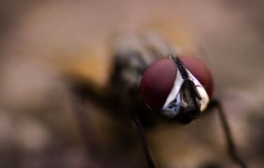 close up image of a fly