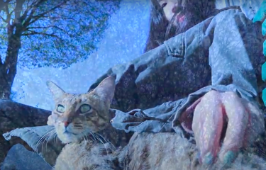 The Times of the Cat 2019 winning video