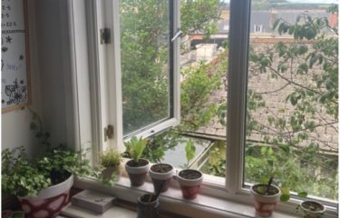 Plants in the window of a student bedroom