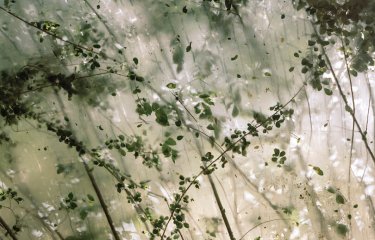 sunlight coming through tall branches with leaves