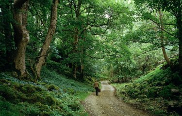 A person walking along a path surrounded by leafy trees