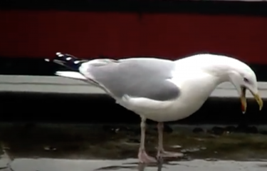 Seagull squawking. Image from short film Around Me produced by Student Content Creator Ignas Balcius.