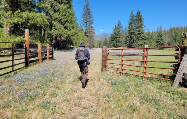 Researcher Tom Hull walking through a gate in a field, photo taken from behind