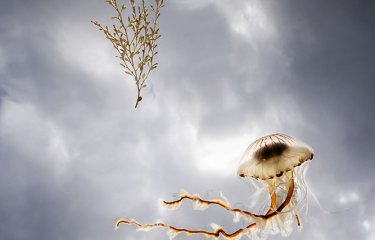 Jellyfish and seaweed photo up towards sky