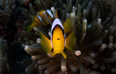 Underwater photo of a Clownfish (head on), with coral in the background.