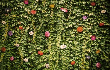 A wall of green leaves and colourful flowers