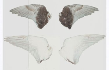 A illustrative image of 2 sets of bird wings