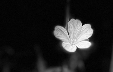 A black and white image with a white flower in the centre