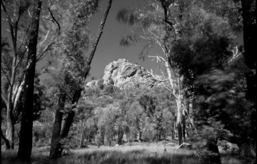 Black and white photograph of tall trees and grass