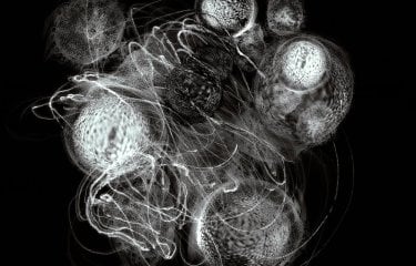 Photograph of biological cells by Yas Crawford