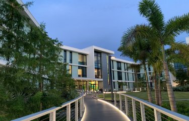 Photo of a large university building in Florida, with walkway lined with palm trees.