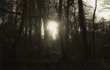 Black and white photo by Daisy Tearle of sunlight through some trees