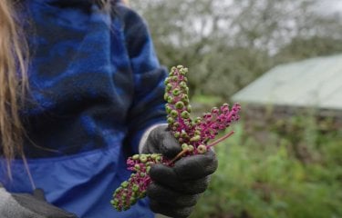 Student holding cuttings from pokeberry plant in Falmouth University's natural dye garden