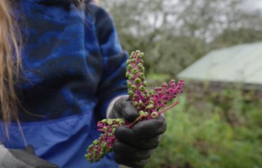 Student holding cuttings from pokeberry plant in Falmouth University's natural dye garden
