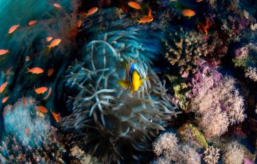 Underwater photography by Marine & Natural History Photography BA student Flora Tomlinson Pilley