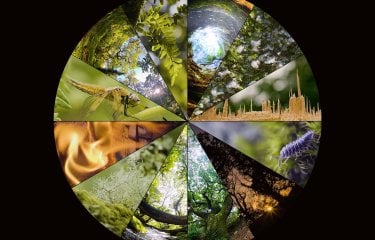 An image with rainforest snippets