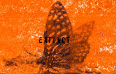 Orange coloured photograph of a butterfly with the word 'extinct' overlayed