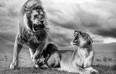 A male and female lion in a fiery exchange