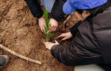 Close up of volunteers planting tree in the ground during Falmouth University's community tree planting event