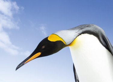 Penguin against a blue sky by James Welch