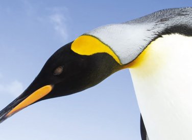 Photography of a penguin against blue sky