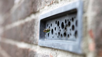 A bee hovering by a blue Bee Brick in the wall