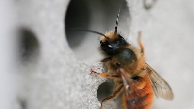 Bee in Bee Brick 