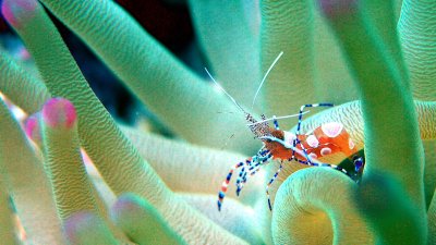 A crab amongst sea anemones