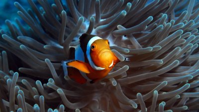 Close up of a clownfish with downturned mouth resting on a blue fingered anemone.