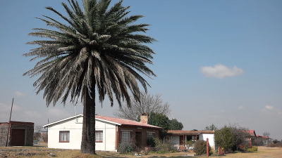 Large palm tree in front of a while bungalow