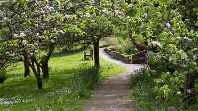 A pathway winds between apple trees in full blossom