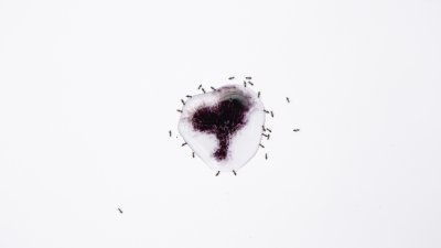 Image of a drop of water and dye surrounded by ants