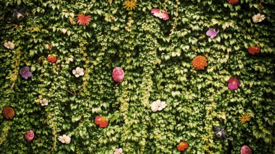 A wall of green leaves and colourful flowers