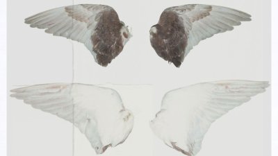 A illustrative image of 2 sets of bird wings