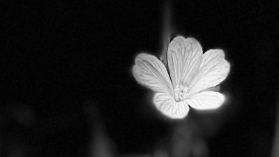 A black and white image with a white flower in the centre