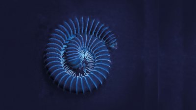 Millipede under ultraviolet light