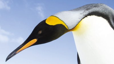 Photography of a penguin against blue sky