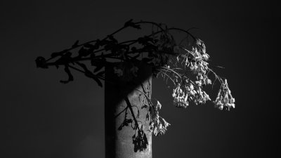 Black and white photo of flowers resting on a pole